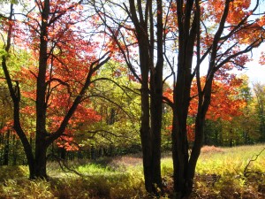 Fall on Wildcat Mountain