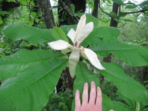 Fraser Magnolia.