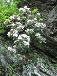 Mountain laurel, just in bloom.