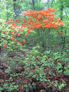 Flame azaleas in bloom.