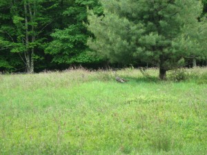 Wild turkey in the field.