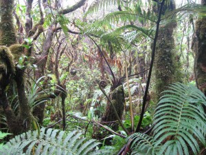 All I wanted to do was botanize.  You can see why!