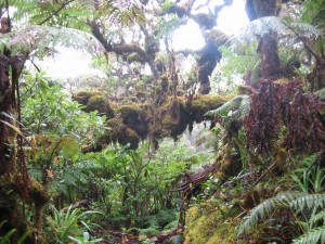 Molokai cloud forest.  Astonishing.