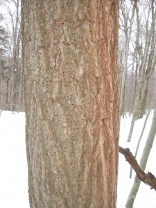 The red bark has been worn down by a porcupine.