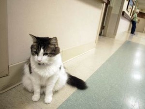 Oscar the deathcat.