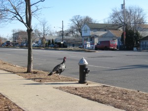 Look both ways before you cross!