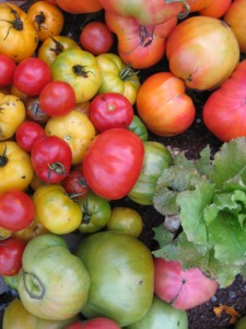 Wildcat Mountain Organic.