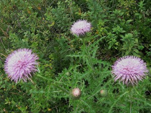 Cirsium pumilum