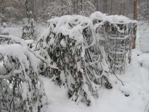 No more tomatoes No more tomatoes this year.