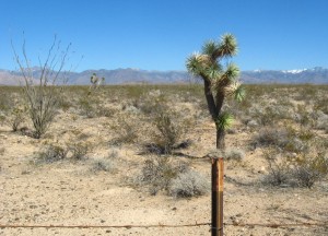 The Joshua Tree