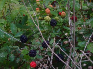 Louisiana blackberries