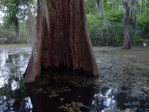 Old cypress