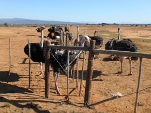 Oudtshoorn
