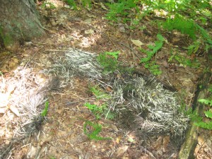 Dead Porcupine
