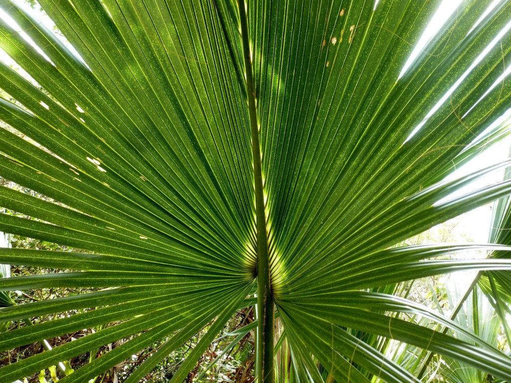 Everglades Palm